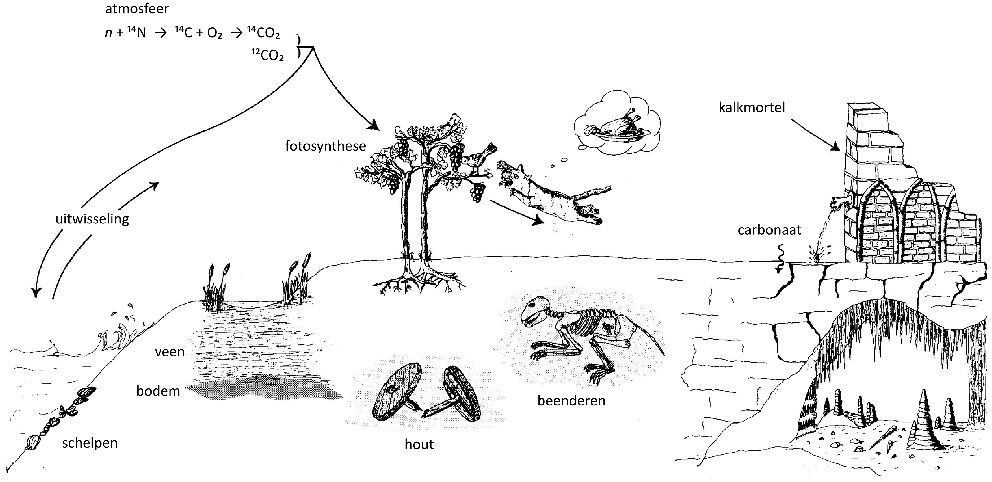Vereenvoudigde voorstelling van de koolstofcyclus. (&copy; KIK/IRPA, Brussel)
