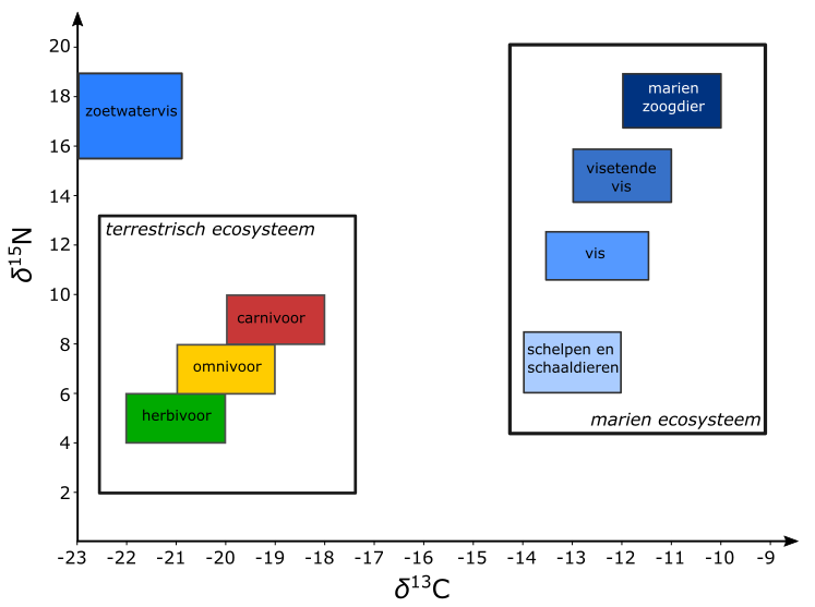 Sterk vereenvoudigde, schematische voorstelling van het effect van isotopenfractionatie voor koolstof en stikstof gemeten in botmateriaal van dieren met een verschillend dieet en plaats in de voedselketen (naar Müldner 2009).